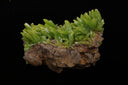 Pyromorphite/Guangxi Province, China