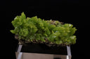Pyromorphite/Guangxi Province, China